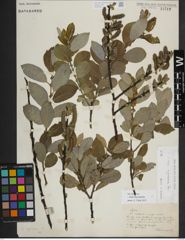 Foto von Salix myrsinifolia Salisb.
